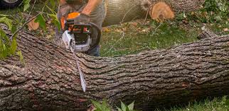 How Our Tree Care Process Works  in  Granite Hills, CA