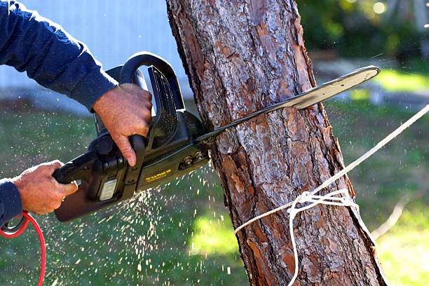 Trusted Granite Hills, CA Tree Care Experts